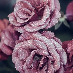 Meet your Posher, Rose